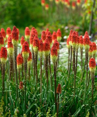 Kniphofia caulescens,red hot poker