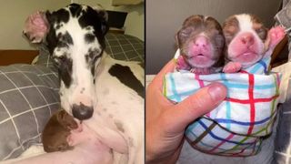 Great Dane who had false pregnancy receives rescue puppies to care for