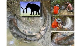 A left panel shows a large mammoth tusk, with an inset comparing the size between a human and mammoth. Three right panels show men holding the tusk and a close-up of the tusk&#039;s striated texture.