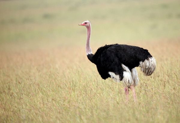 tall ostrich feathers