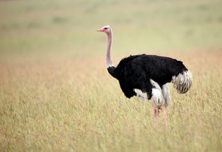 An ostrich in Masai Mara, Kenya.