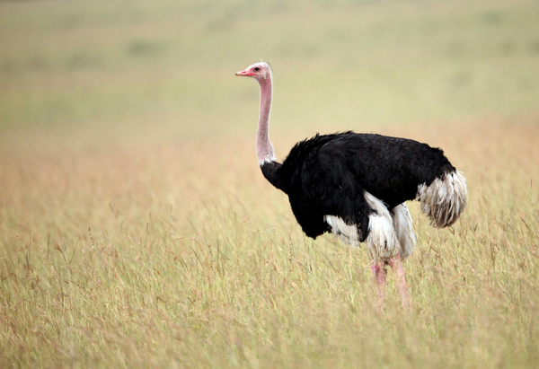 all about ostriches