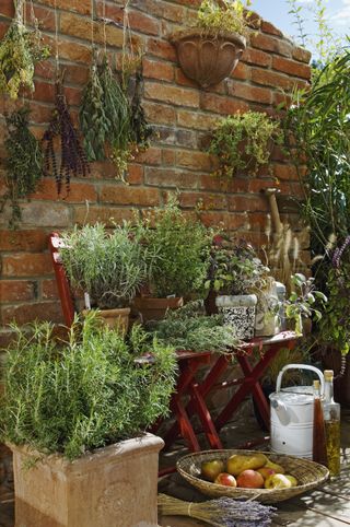 Herbs planted in pots in small courtyard garden