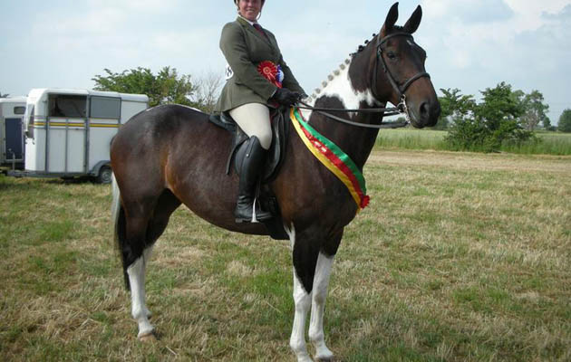 coloured horses for sale
