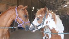 SecondChancePMCreditShardeloes-Farm-Equestrian-Centre.jpg