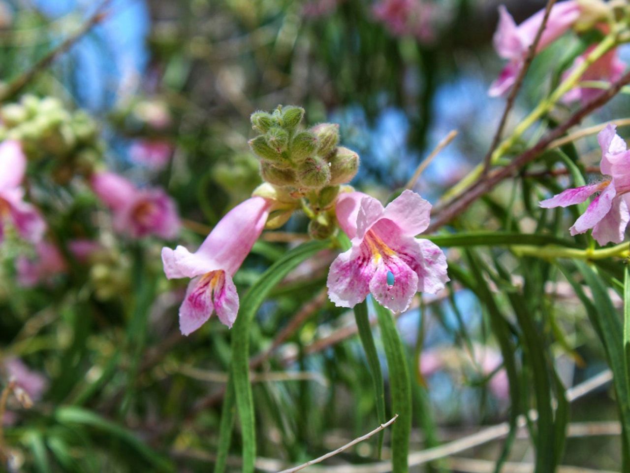 Pink Flowered Desert Willow Tree