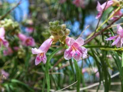 Pink Flowered Desert Willow Tree