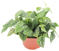 Satin pothos, Amazon