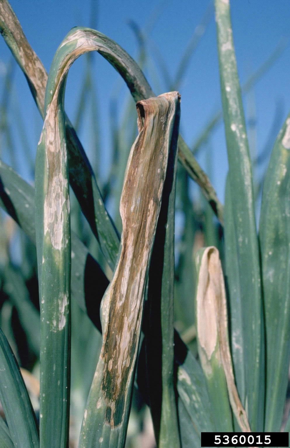 onion blight