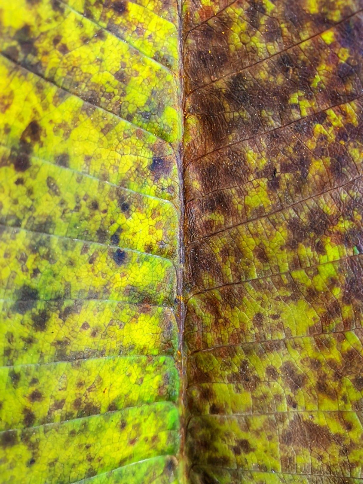 Spotted Rust Fungus On Plumeria Plant Leaves