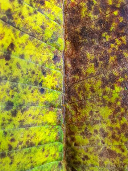 Spotted Rust Fungus On Plumeria Plant Leaves