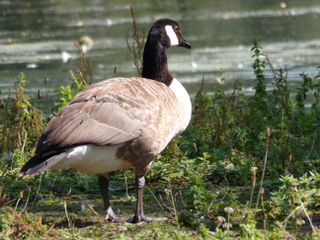 Goose standing on a grassy bank next to a river