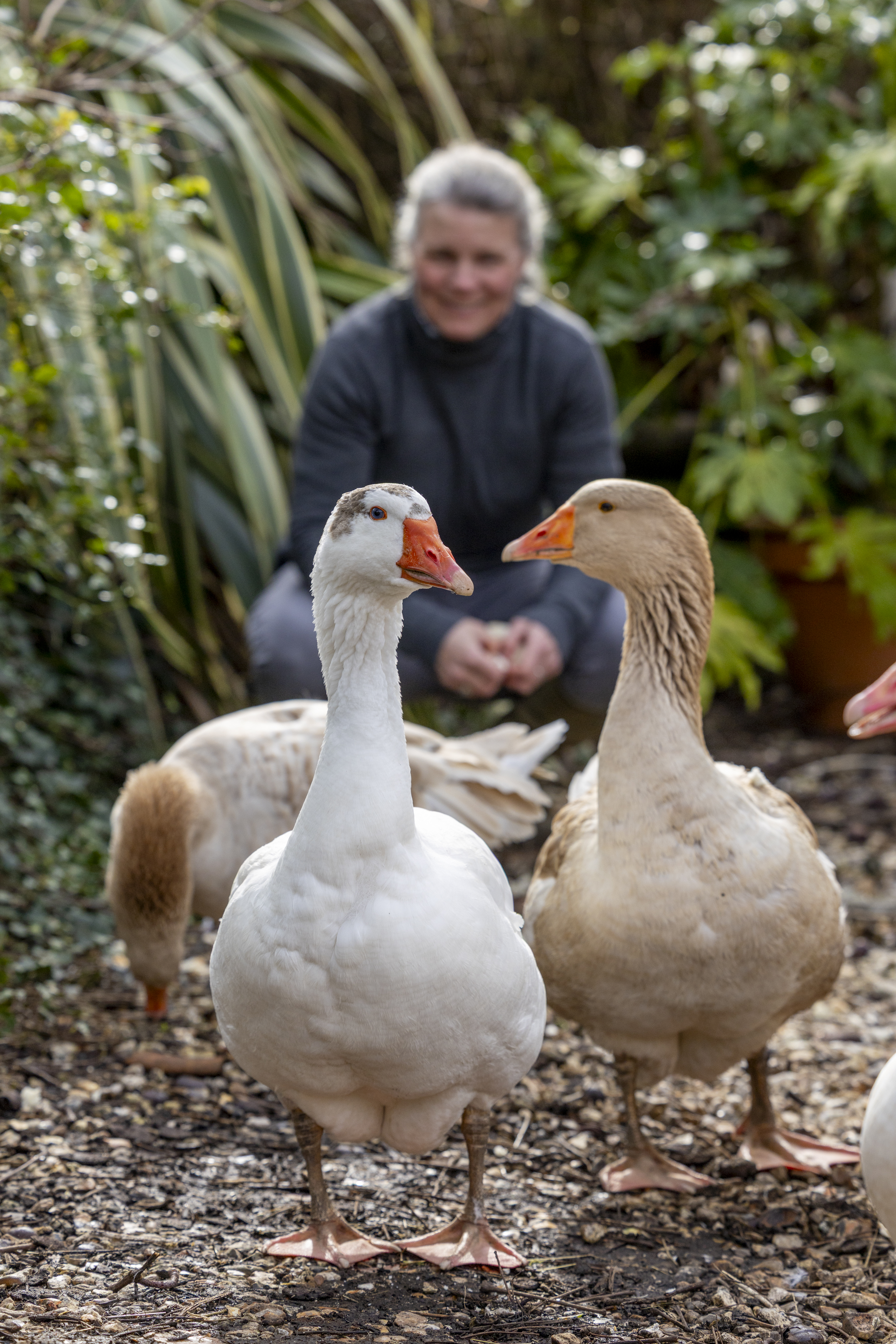 Samantha Wood crouching down with four geese in front of her