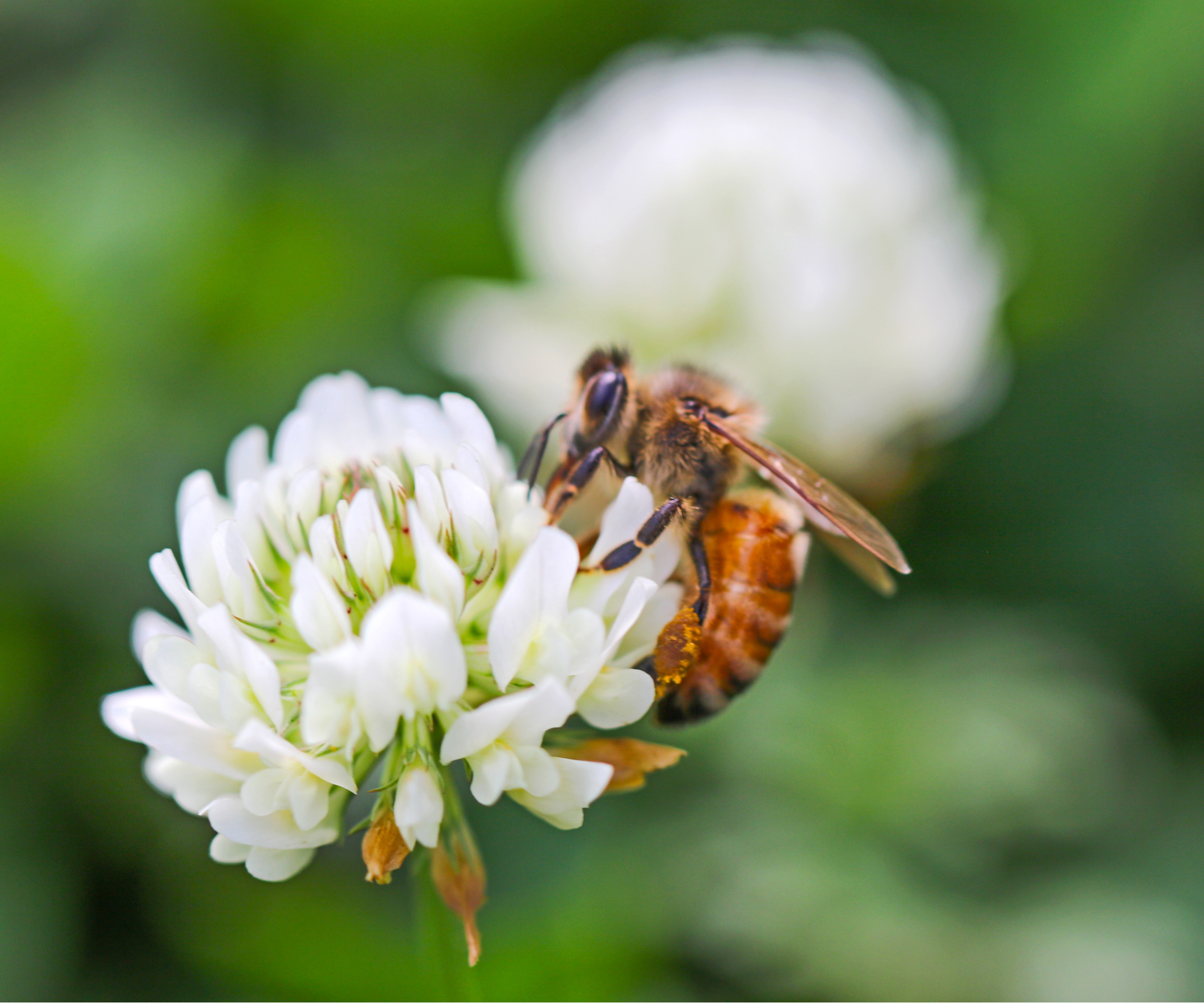 White clover with bee