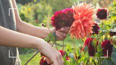 A woman plants flowers in her garden following gardening tips for beginners