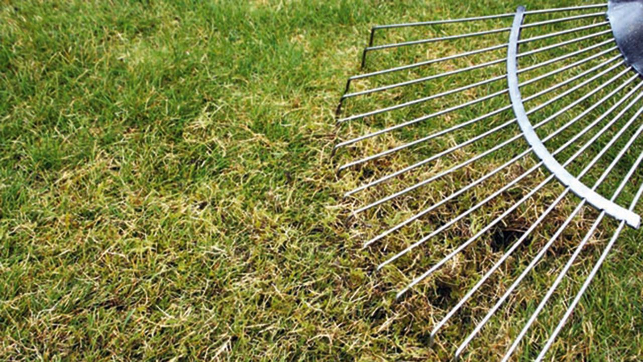 scarifying a lawn with a large rake