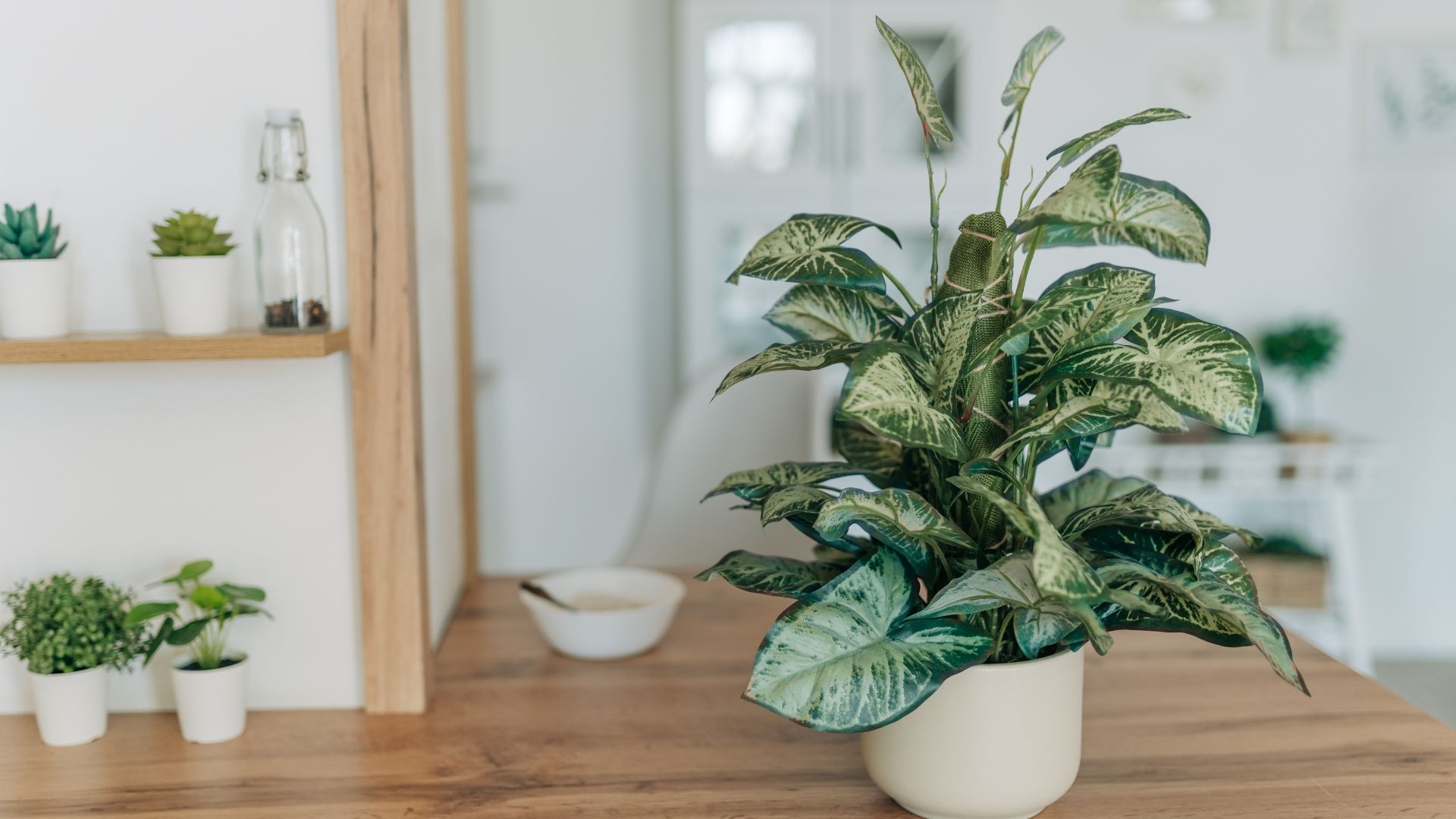 picture of evergreen fiscus on table