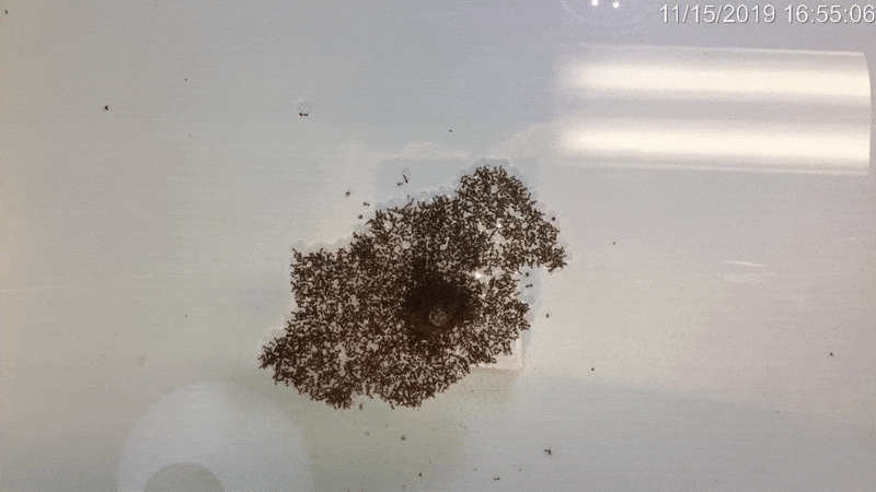 Watch thousands of fire ants form living 'conveyor belts' to escape floods (Video)