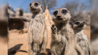 A photo of three zoo meerkats standing in their enclosure in Italy during a nationwide lockdown to control the spread of COVID-19.