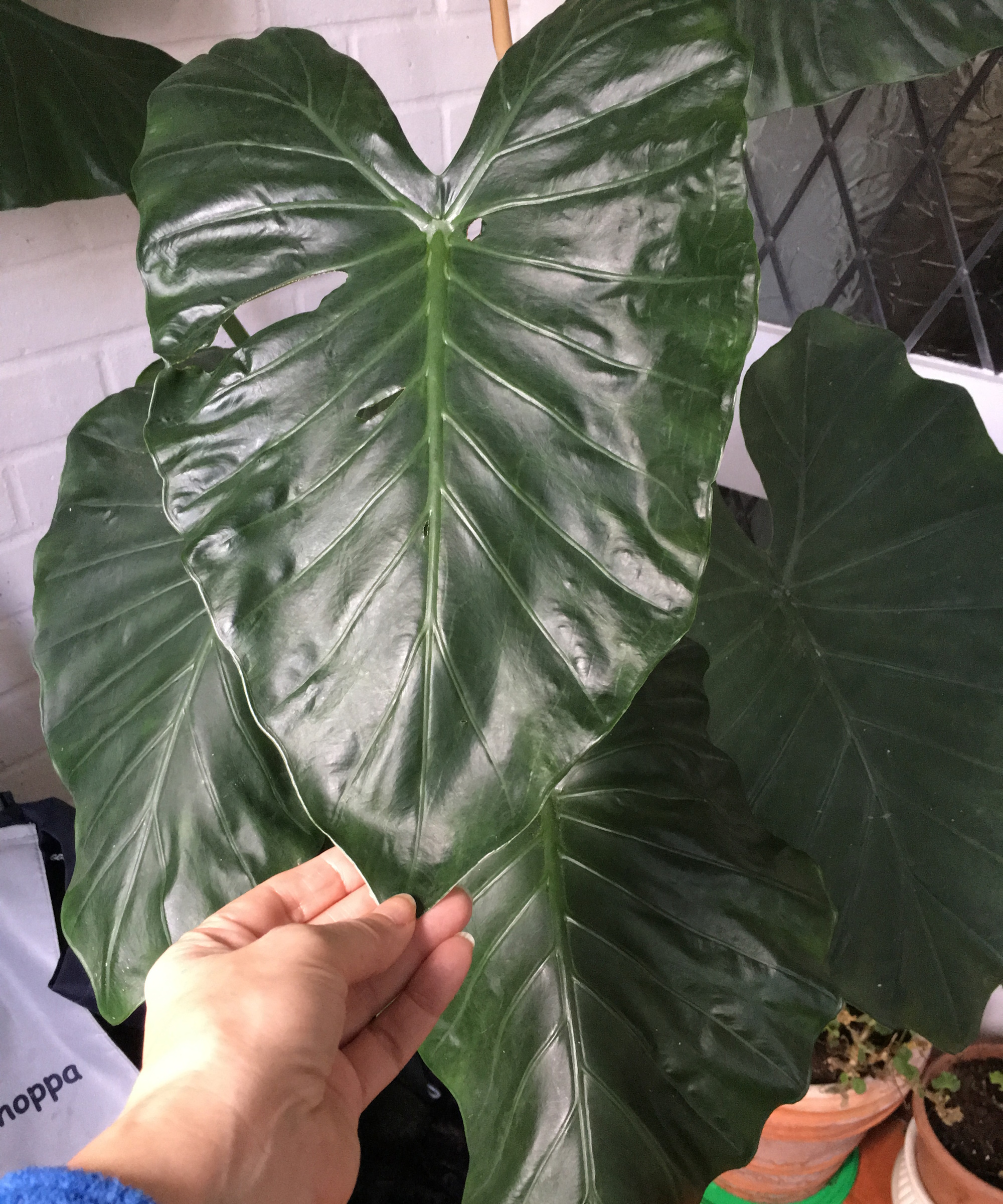 Elephant ear plant growing indoors in a pot