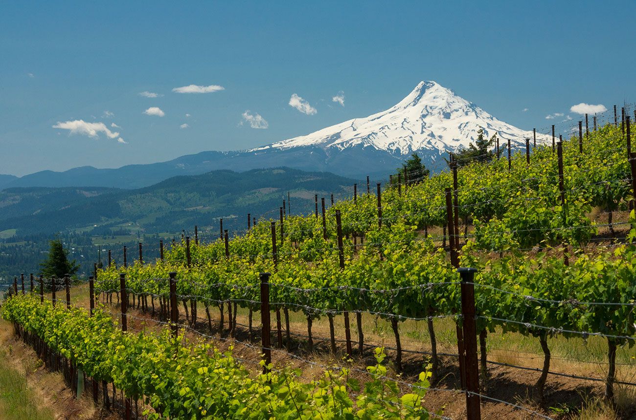Washington 2018 reds: vintage overview and top-scoring wines
