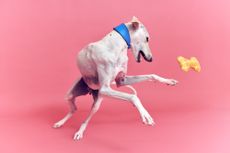 Ikea Utsådd pets collection modelled by a whippet playing with a yellow bone shaped soft toy
