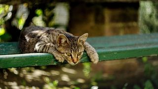 Cat lazing on a bench outside
