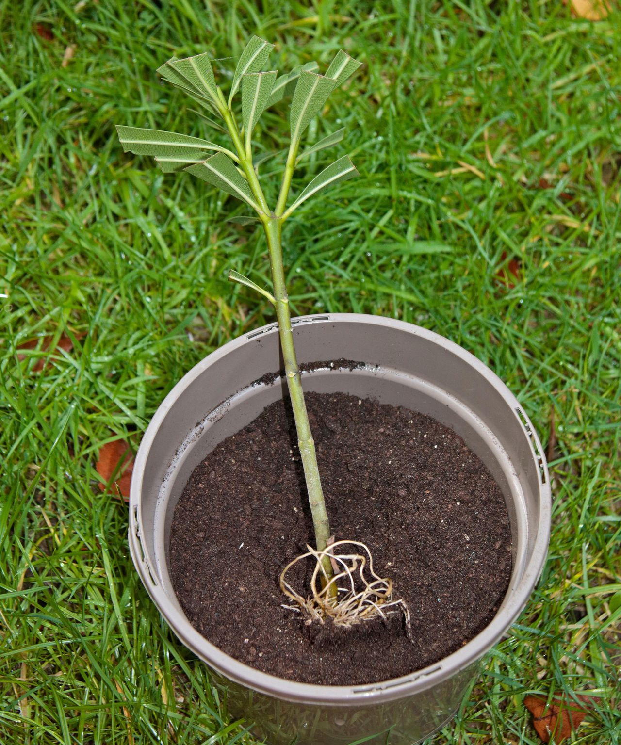 Oleanders Growing Guide: Tips For These Flowering Shrubs | Gardeningetc