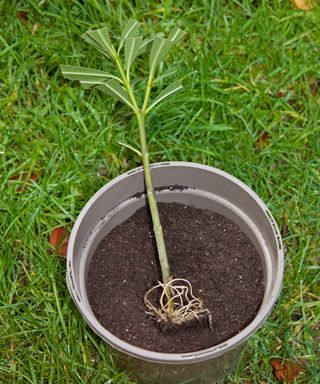 oleander cutting ready for propagation