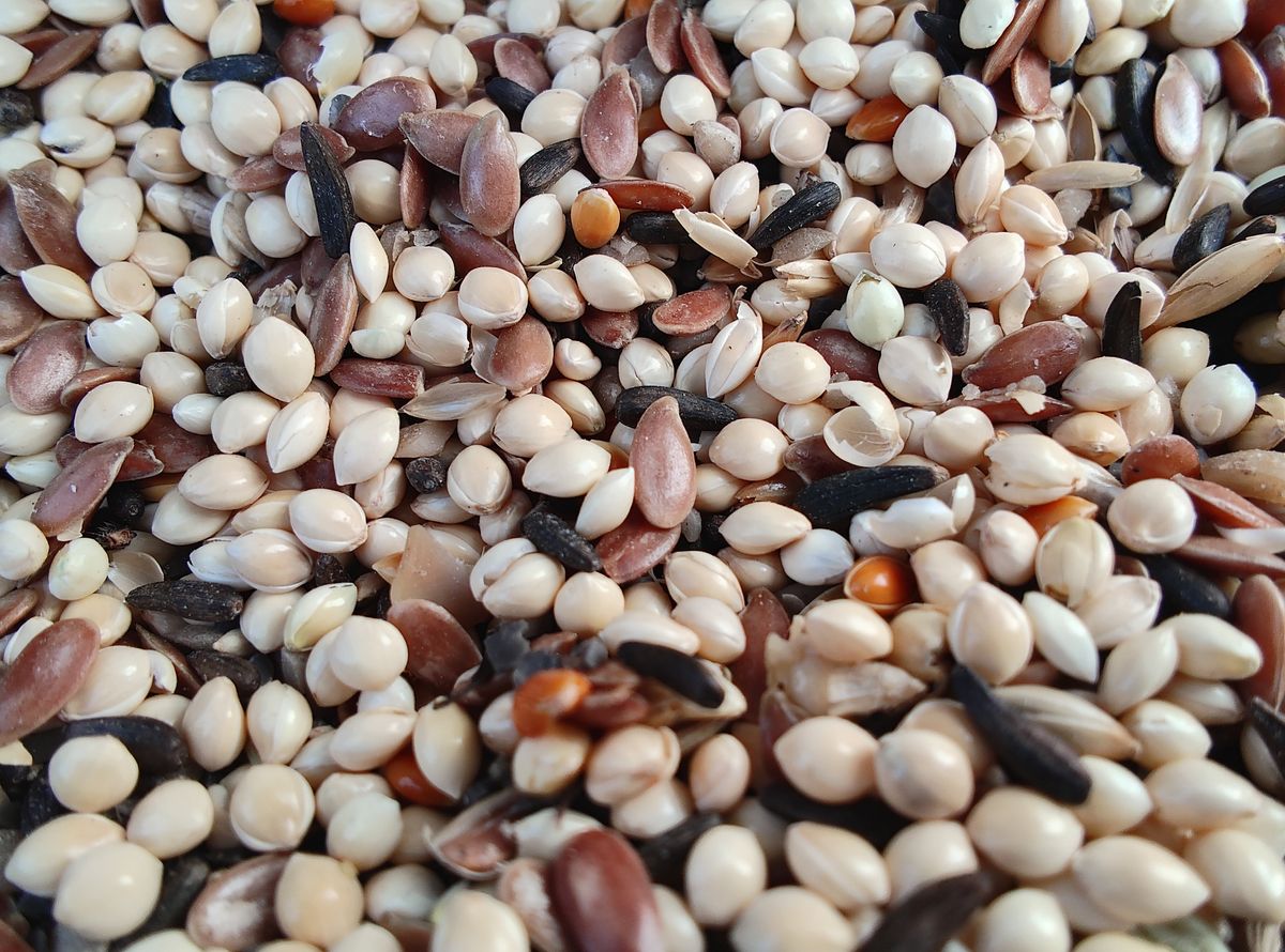 Macro photo taken with the Motorola Razr+.