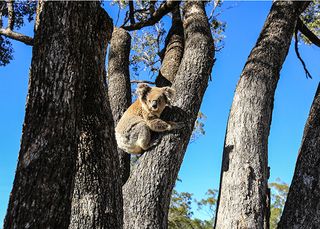 Australia: Earth's Magical Kingdom