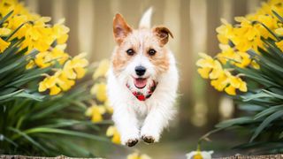 Happy playful dog running between daffodil flowers in spring