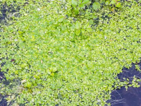 Duckweed Plant In A Pond