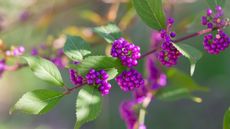 Beautyberry