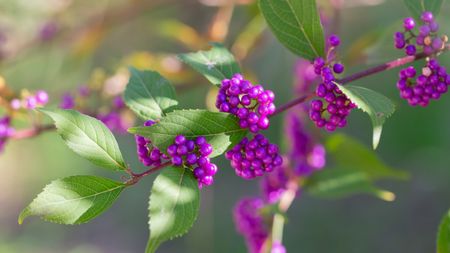 Beautyberry