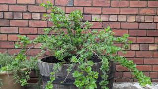 Gooseberry plant.