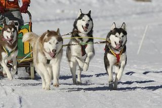 Snow dog siberian store husky