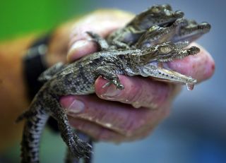 Joe Wasilewski prepares to release two endangered American crocodiles into a freshwater pond near the Florida Power & Light's Turkey Point Nuclear Power Plant July 11, 2003, near Homestead, Florida.