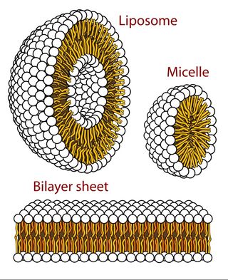 A diagram showing the structure of liposomes, micelles, and lipid bilayer sheets