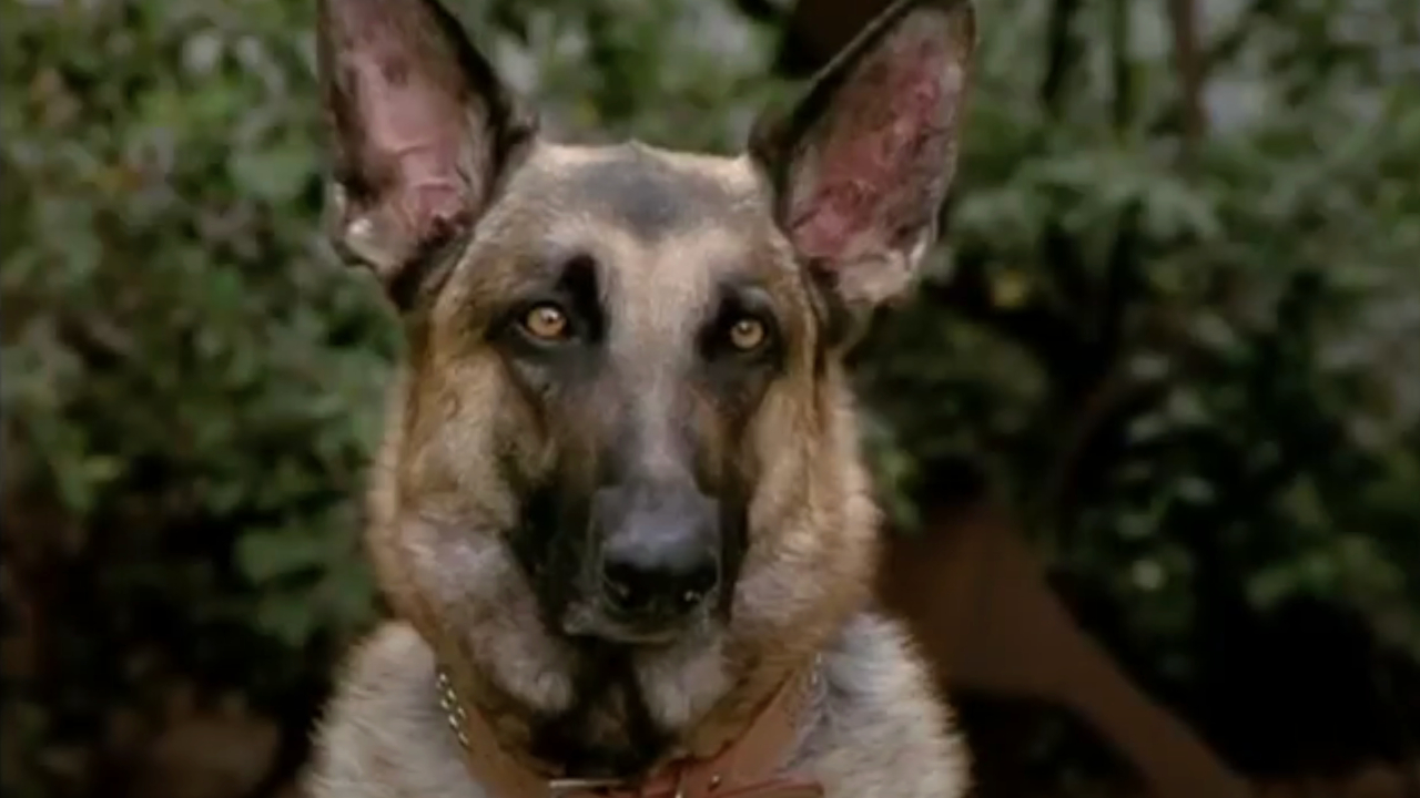 Lucky in Devil Dog: The Hound of Hell