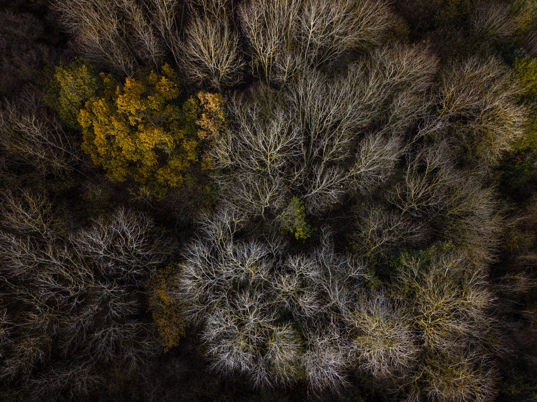 Photo of trees taken with the DJI Mini 5 Pro drone