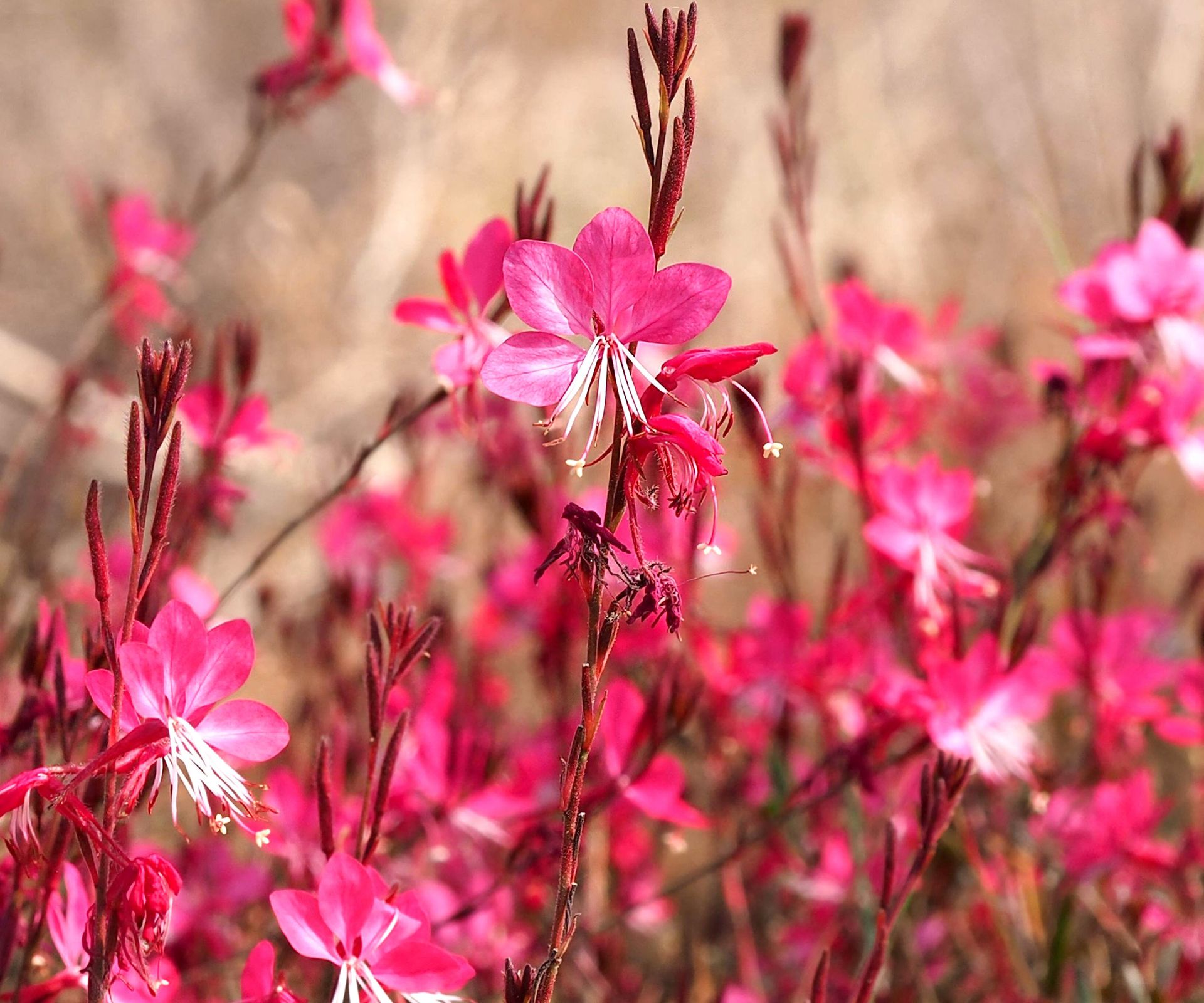 gaura plant with bright pink flowers