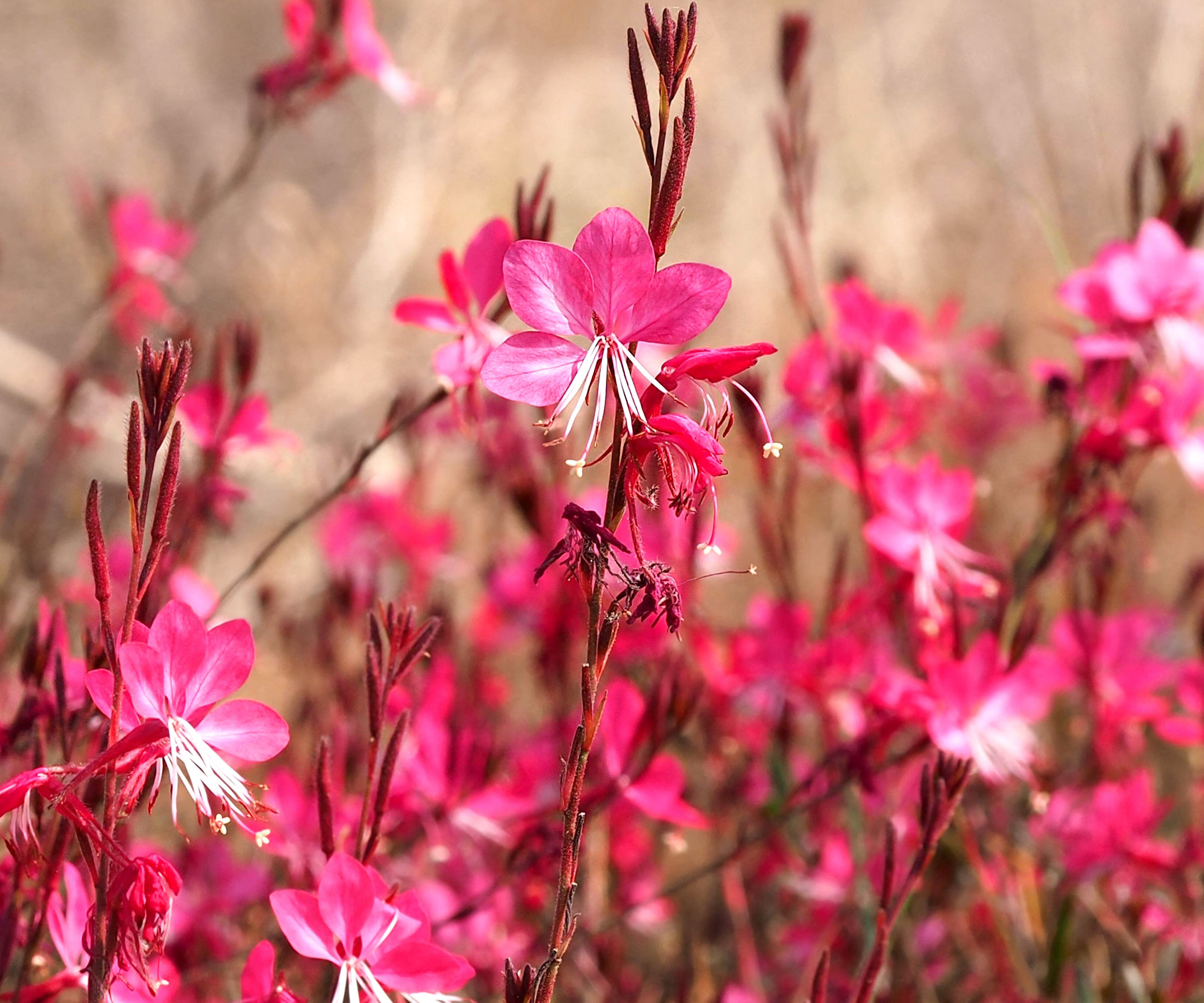gaura plant with bright pink flowers
