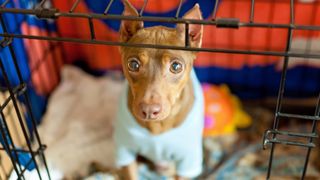 6 month old outlet puppy crying in crate