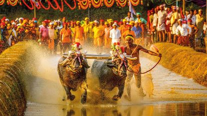 Man with buffalo 