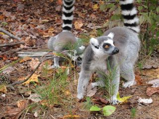 Ring-tailed lemur at Duke Lemur Center
