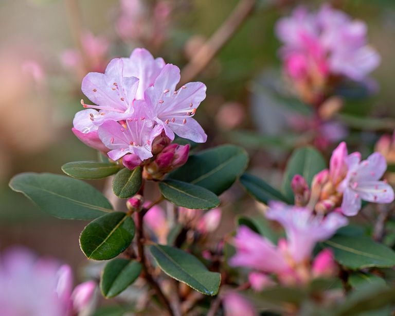 How to grow azaleas for showy spring color Homes & Gardens