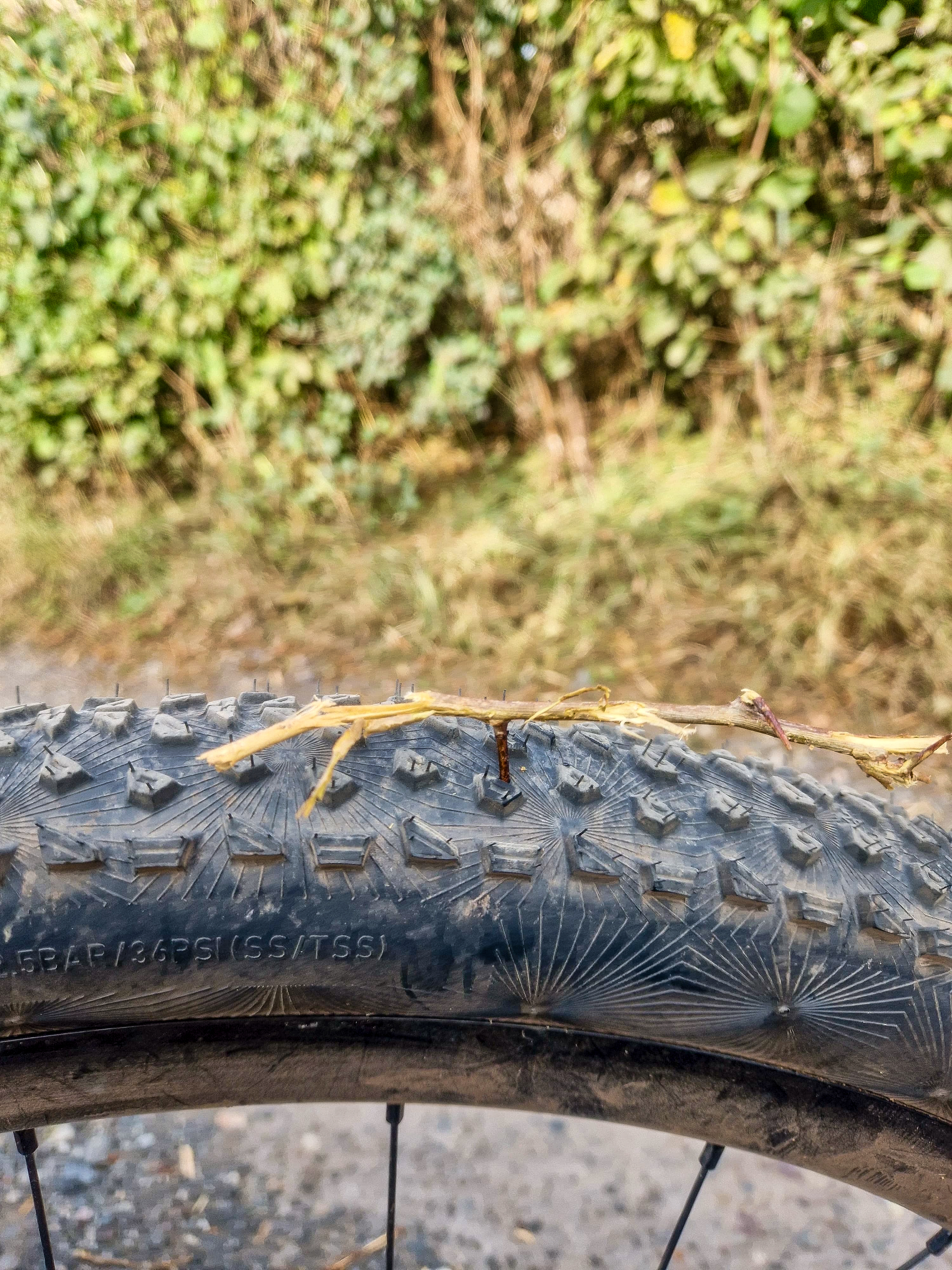 A thorny cutting stuck in a Continental Dubnital tyre