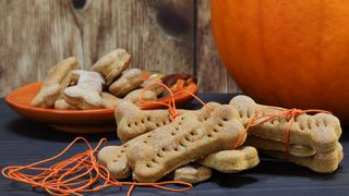 Thanksgiving dog biscuits