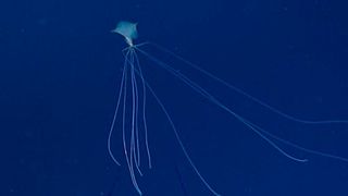 bigfin squid swimming in the deep sea